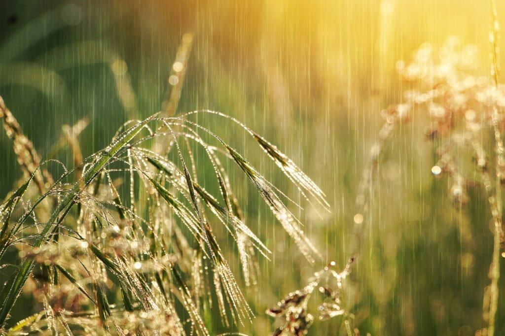 grass, plant, rain-7242537.jpg